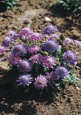 Foto fiore da  Vaso e aiola Scabiosa columbaria Misty Butterflies