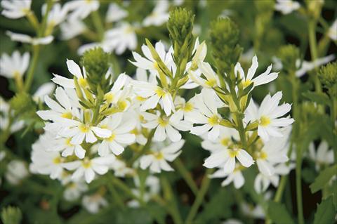photo of flower to be used as: Patio, basket Scaevola aemula White Wonder
