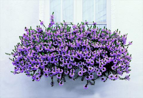 Foto fiore da  Vaso, balcone, basket Scaevola aemula Diamont Balconata