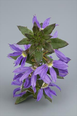 Foto fiore da  Vaso, aiuola, balcone, basket Scaevola aemula Surdiva Blue