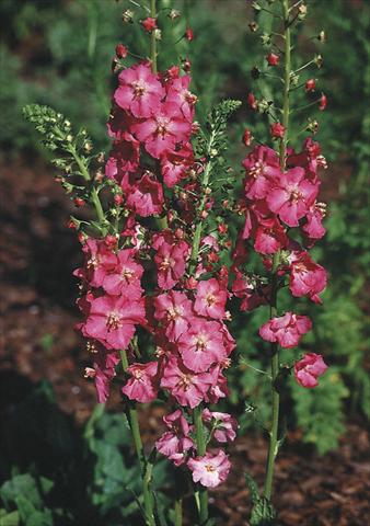 Foto fiore da  Aiuola e/o bordura Verbascum phoeniceum Rosetta