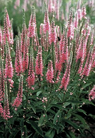 Foto fiore da  Aiuola e/o bordura Veronica longifolia Pink Shades