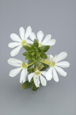 Foto fiore da  Vaso, balcone, basket Scaevola aemula Surdiva White