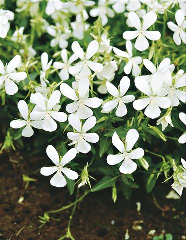 Foto fiore da  Vaso e aiola Viola cornuta Alba Minor