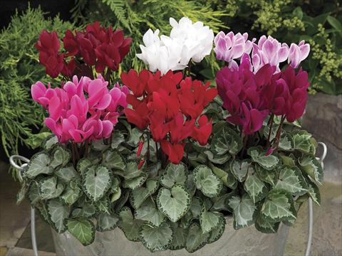 Foto fiore da  Vaso e aiola Cyclamen persicum SilverHeart Mix