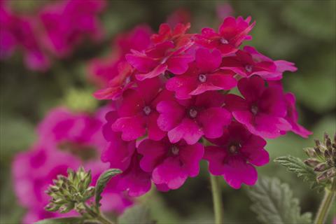 Foto fiore da  Vaso, aiuola, balcone, basket Verbena Lanai® Raspberry