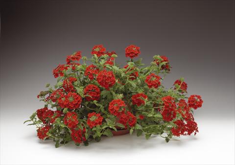 photo of flower to be used as: Pot, bedding, patio, basket Verbena Lanai® Early Scarlet