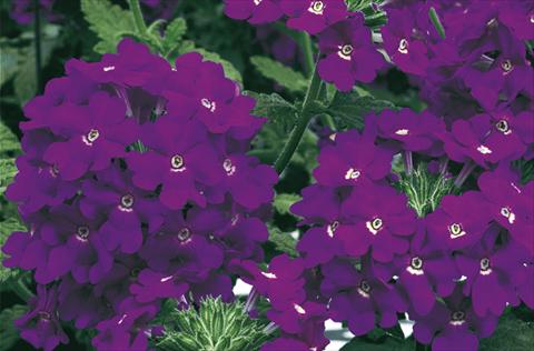 Foto fiore da  Vaso, aiuola, balcone, basket Verbena Lanai® Blue