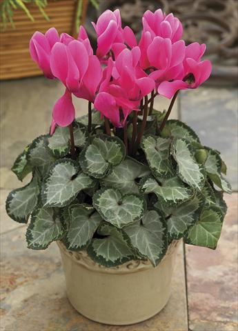 Foto fiore da  Vaso e aiola Cyclamen persicum SilverHeart Rose