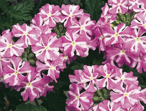 Foto fiore da  Vaso, aiuola, balcone, basket Verbena Lanai® Lavender Sta