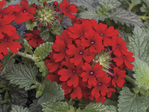 Foto fiore da  Vaso, aiuola, balcone, basket Verbena Lanai® Red