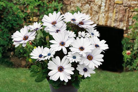 Foto fiore da  Vaso, aiuola, balcone, basket Osteospermum Springstar White