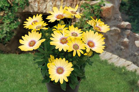 Foto fiore da  Vaso, aiuola, balcone, basket Osteospermum Springstar Yellow