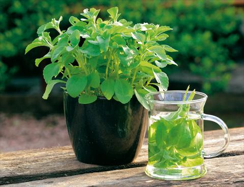 Foto fiore da  Vaso, aiuola, balcone Stevia rebaudiana Sweet Herb