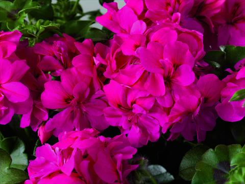 photo of flower to be used as: Patio, pot Pelargonium zonale Starbright India