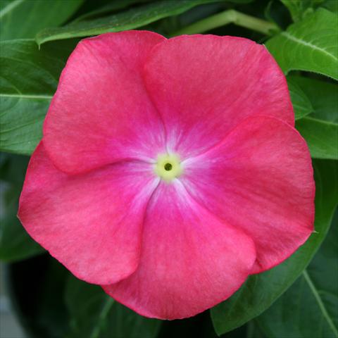 photo of flower to be used as: Pot, bedding, patio Catharanthus roseus - Vinca Vitesse Tropical Orange