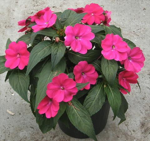 Foto fiore da  Vaso e aiola Impatiens N. Guinea SunPatiens® Compact Magenta