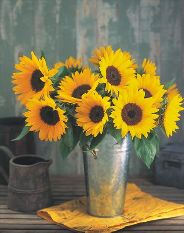 photo of flower to be used as: Cutflower Helianthus annuus Sunrich Orange Summer