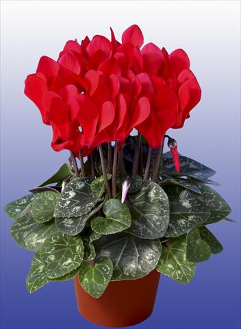 Foto fiore da  Vaso Cyclamen persicum Super Serie® Mini Winter™ F1 Red