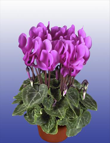 Foto fiore da  Vaso, balcone, basket Cyclamen persicum Super Serie® Verano® F1 Light Violet