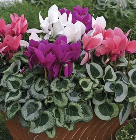 Foto fiore da  Vaso e aiola Cyclamen persicum Winter Ice Mix