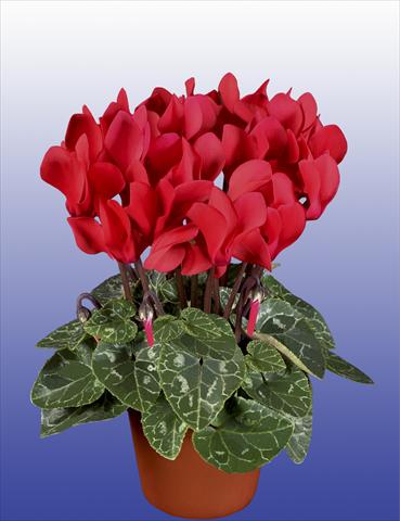 Foto fiore da  Vaso, balcone, basket Cyclamen persicum Super Serie® Verano® F1