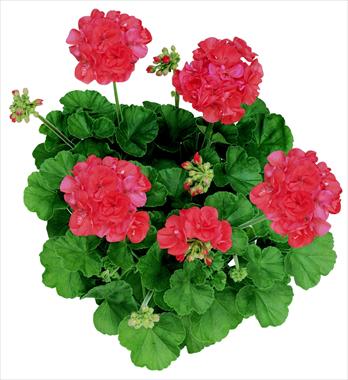 Foto fiore da  Basket o vaso Pelargonium zonale Acrux