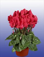 Composition Super Serie® Verano® F1