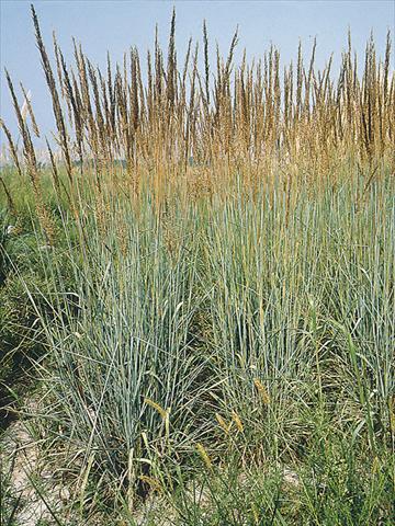 photo of flower to be used as: Bedding / border plant Sorghastrum nutans Indian Steel