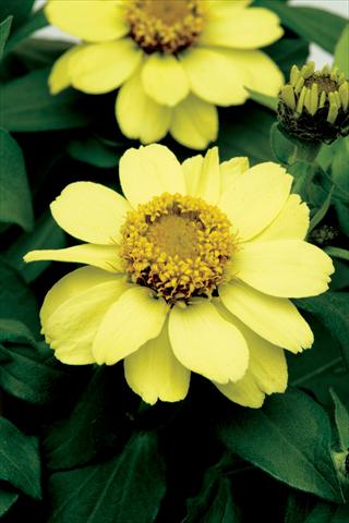 Foto fiore da  Vaso e aiola Zinnia marylandica Zahara Yellow