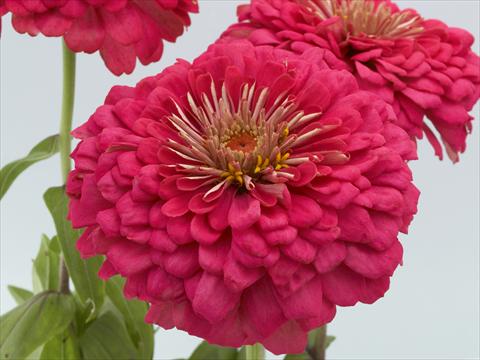 Foto fiore da  Aiuola e/o bordura Zinnia elegans Eldorado rose