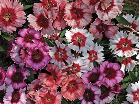 Foto fiore da  Vaso e aiola Dianthus chinensis Super Parfait Mix