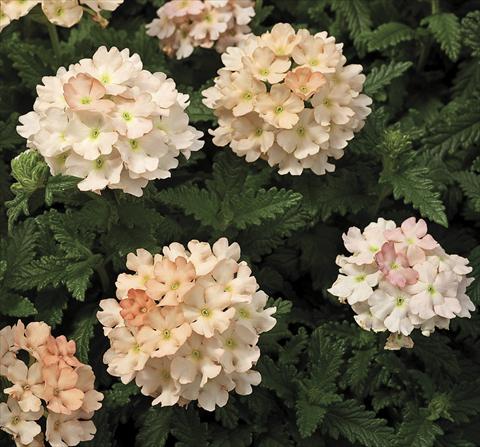 Foto fiore da  Vaso, aiuola, balcone Verbena tenera Tuscany Peach Imp