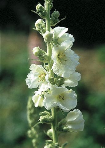 Foto fiore da  Aiuola e/o bordura Verbascum hybridum Spica