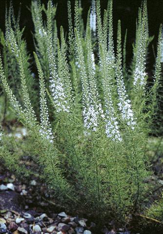 Foto fiore da  Aiuola e/o bordura Veronica pinnata Blue Feathers