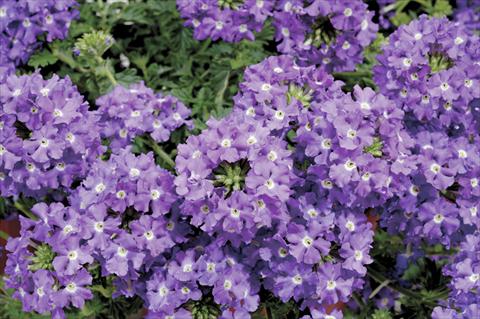 Foto fiore da  Vaso, aiuola, balcone, basket Verbena Liga® Deportivo