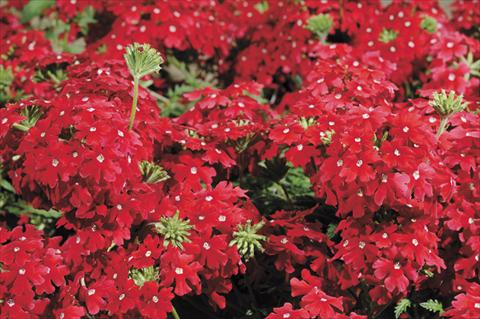 photo of flower to be used as: Pot, bedding, patio, basket Verbena Liga® Santander
