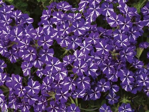 Foto fiore da  Vaso, aiuola, balcone, basket Verbena Lanai® Purple Star