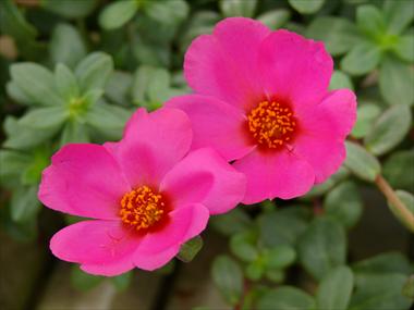 Foto fiore da  Basket o vaso Portulaca Electric Inedito Purple