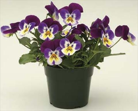 Foto fiore da  Vaso e aiola Viola cornuta Velocity Purple