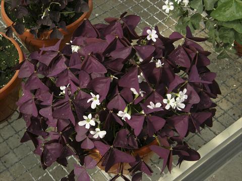 Foto fiore da  Vaso e aiola Oxalis Xalis Burgundy Wine