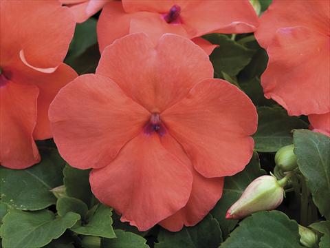 Foto fiore da  Vaso, aiuola, balcone, basket Impatiens walleriana Xtreme Salmon Improved