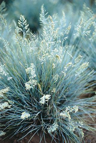 Foto fiore da  Aiuola e/o bordura Festuca glauca Blue Select