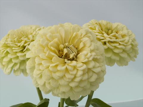 Foto fiore da  Aiuola e/o bordura Zinnia elegans Eldorado cream