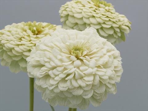 Foto fiore da  Aiuola e/o bordura Zinnia elegans Eldorado White