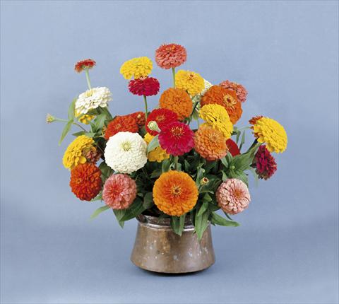 photo of flower to be used as: Bedding / border plant Zinnia elegans Eldorado Mix