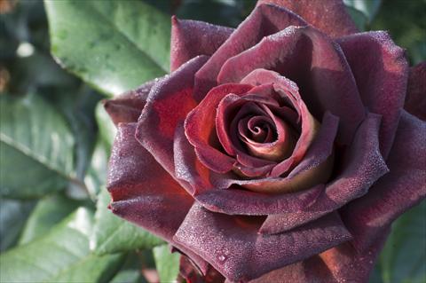 photo of flower to be used as: Bedding / border plant Rosa Tea Black Gold®