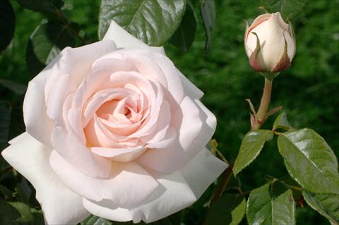 photo of flower to be used as: Cutflower Rosa Tea PRETTY WOMAN® var. Meitroni