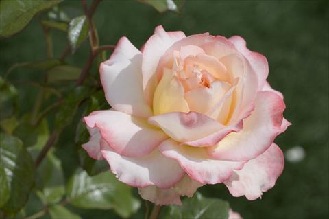 photo of flower to be used as: Cutflower Rosa Tea Virna Lisi®
