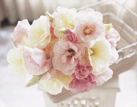 photo of flower to be used as: Cutflower Lisianthus (Eustoma grandiflorum) Arena F1
